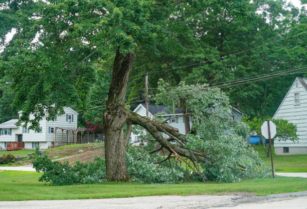 Trusted Benton Park, CA Tree Services Experts